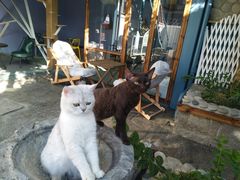 -喵屿·大理花园猫咖