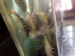 鲃鱼-长廊饭店(锦溪古镇店)