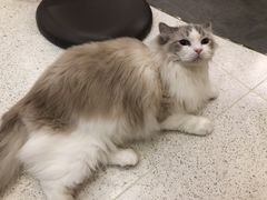 -飞行喵MR PILOT|猫舍·猫咖(静安大融城店)