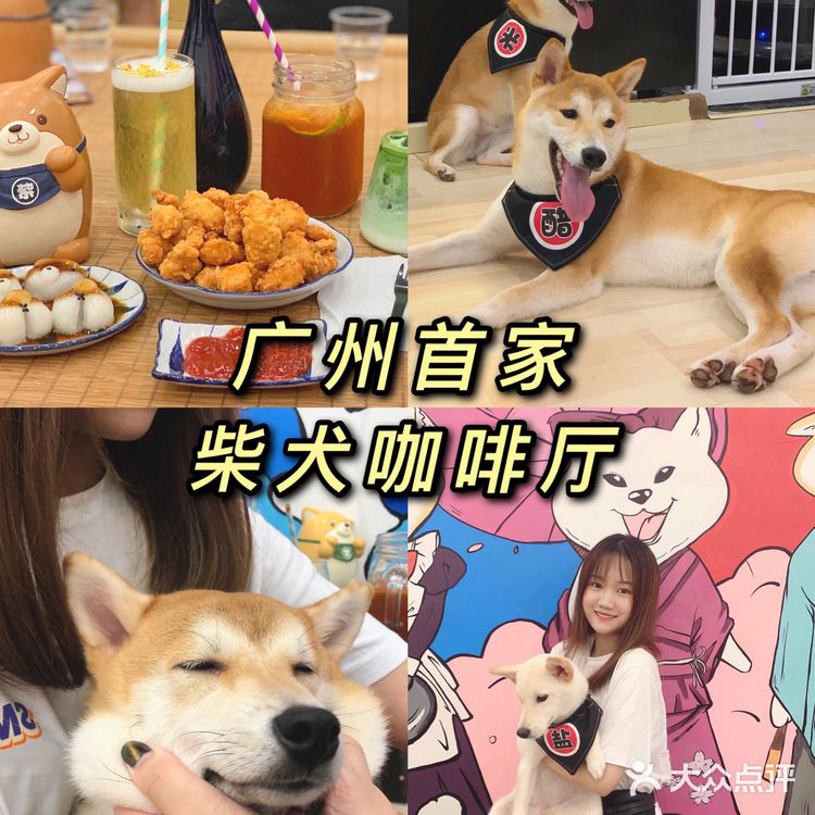 探店 | 广州首家柴犬咖啡厅🐶被狗狗萌炸了
