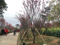 -天适樱花悠乐园