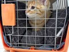 -北京观赏动物医院·24小时大型综合·猫专科·异宠专科