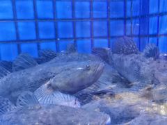 -徐记海鲜(大雁塔|金都店)