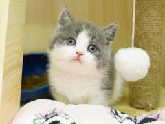 -momokira米努特·德文卷毛猫·棉花面纱犬