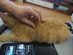 -联合动物医院(光谷诊疗中心)
