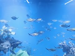 -青岛海底世界-水族馆
