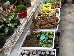 -秦美花卉(天朗·莱茵小城2期店)