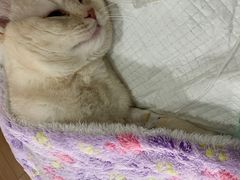 -爱侣宠医·鹦鹉专科·小型哺乳类·异宠专科(灵石路店)