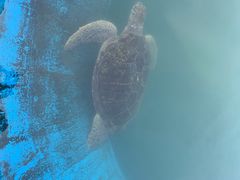 -广东惠东海龟国家级自然保护区