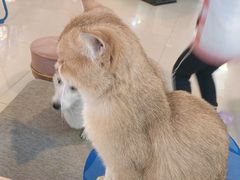 -平行世界·猫咖(首经贸店)