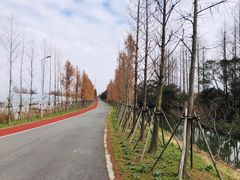 -上海长兴岛郊野公园