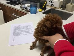 -美联众合宠物医院·爱萌分院·内外科·猫科中心