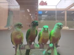 -帕帕拉兹宠物(亚洲旗舰店)