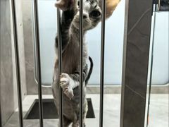 -山宅一喵德文卷毛猫舍