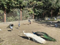 -哈尔滨北方森林动物园