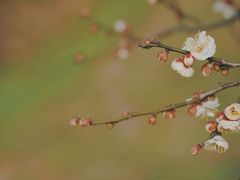 -蜀冈西峰生态公园