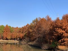 -上海海湾国家森林公园