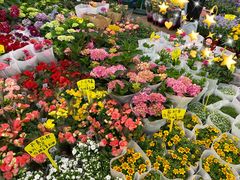 -双季花艺园艺市场(浦东店)