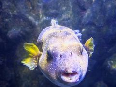 -太平洋海底世界