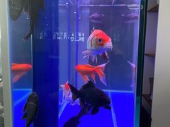 -武汉花鸟市场