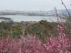 -香雪海