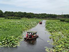 -荷塘月色湿地公园·向阳花洲