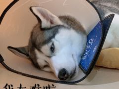 -Husky Go! 哈士奇体验馆·宠物咖啡厅狗咖