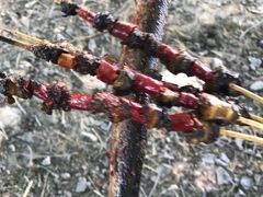 -塘栖枇杷特色园区