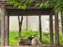 -都江堰中华大熊猫苑