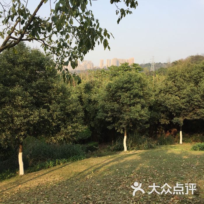 照母山森林公園