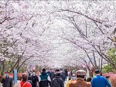 -高东镇樱花园