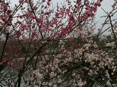 -白塘生态植物园