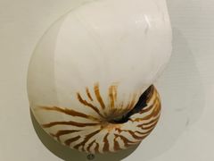 -青岛贝壳博物馆