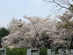 -嘉定紫藤园
