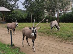 -大连森林动物园