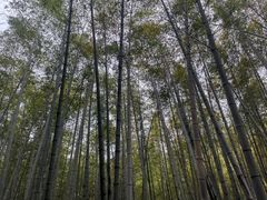 -穹窿山景区