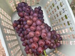 -尚果生态采摘园