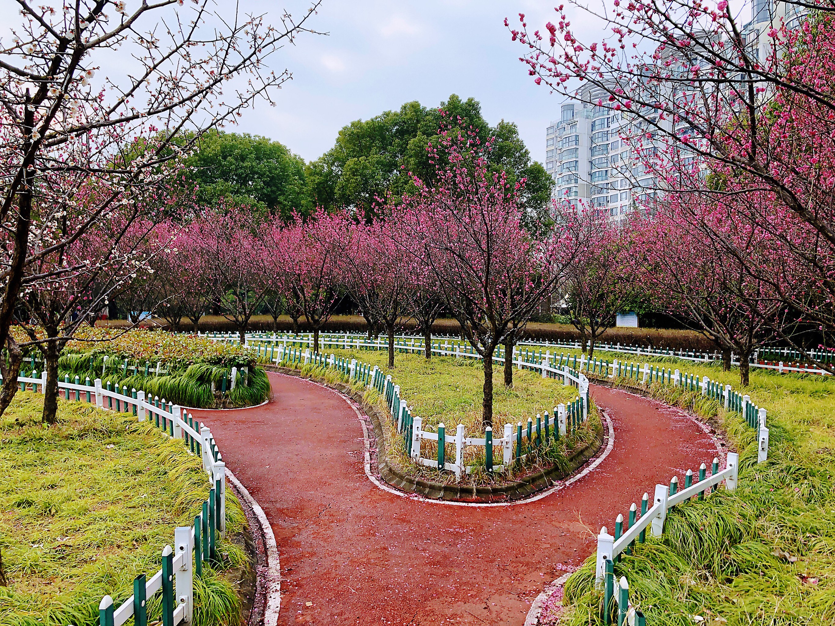 汤湖公园梅花图片