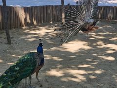 -石家庄市动物园