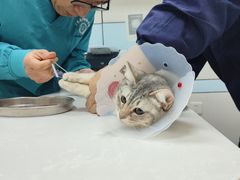-中农国际动物医院24小时·猫科·骨科·急重症中心