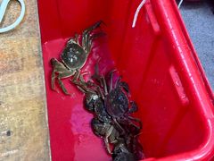 -阳澄湖大闸蟹·琼灵阁牌品牌连锁(吴中总店)