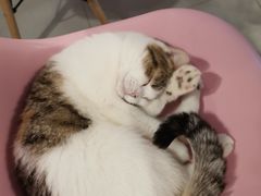 -三花喵·撸猫购宠·宠物生活馆(虹桥南丰城店)