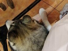 -more than meow吴止猫主题餐厅(承德 中船汇店)