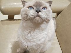 -藏猫猫咖啡主题馆(中央大道店)