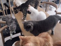 -平行世界·猫咖(首经贸店)