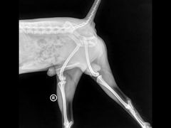 -爱妮康宠物医院·干细胞免疫细胞·肿瘤·心脏(张江店)