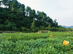 -龙坞茶村