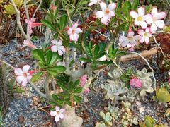 -中国科学院西双版纳热带植物园