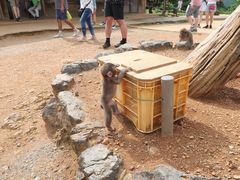 -岚山猴子公园