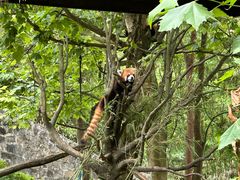 -都江堰中华大熊猫苑
